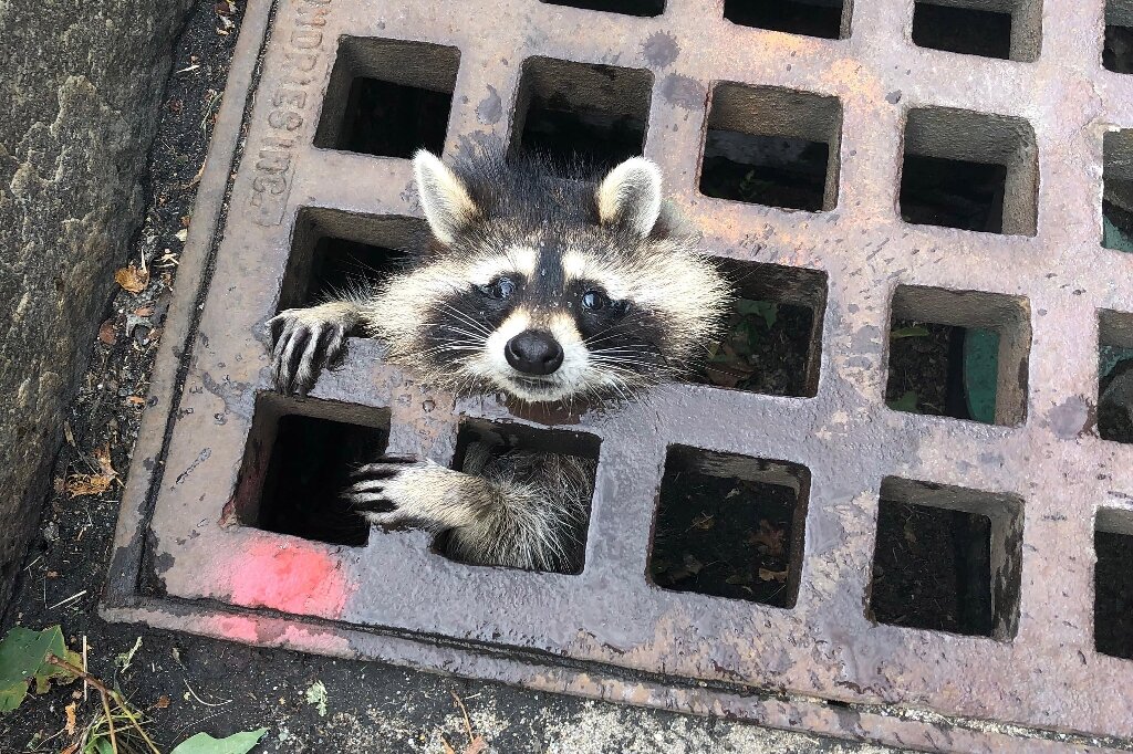 Racoon